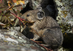 pika